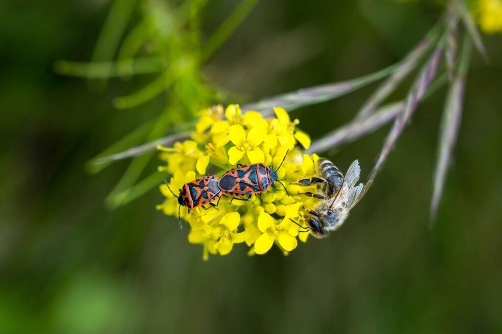 honey bee mating flight