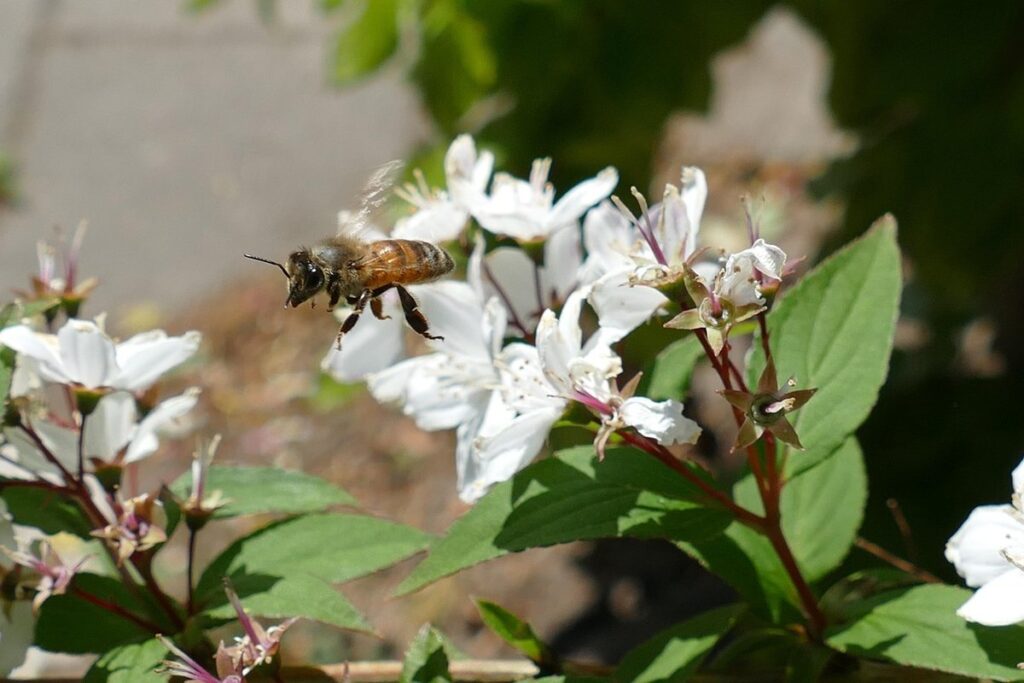 how do honey bees reproduce