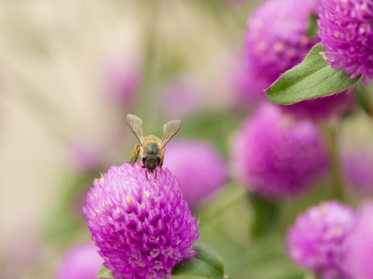 honey bee taxonomy classification