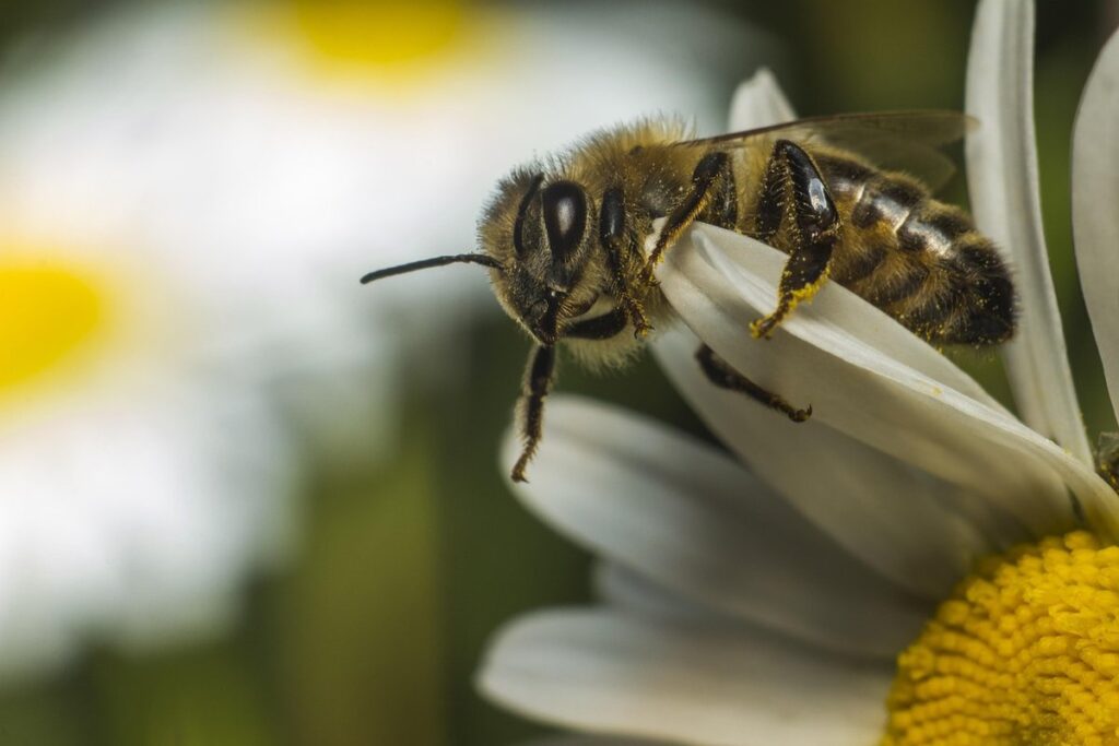 types of honey bees pictures