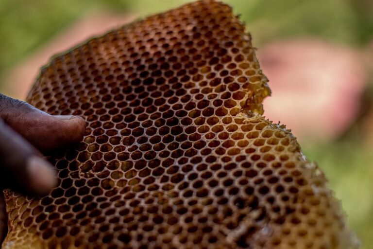 honey in comb vs extracted honey