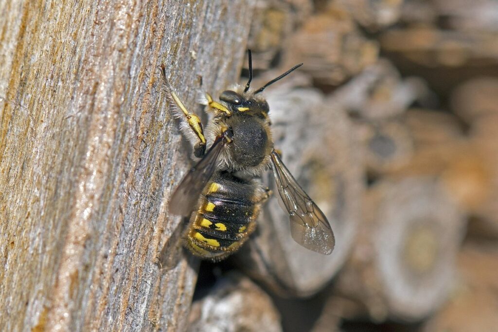 solitary bee