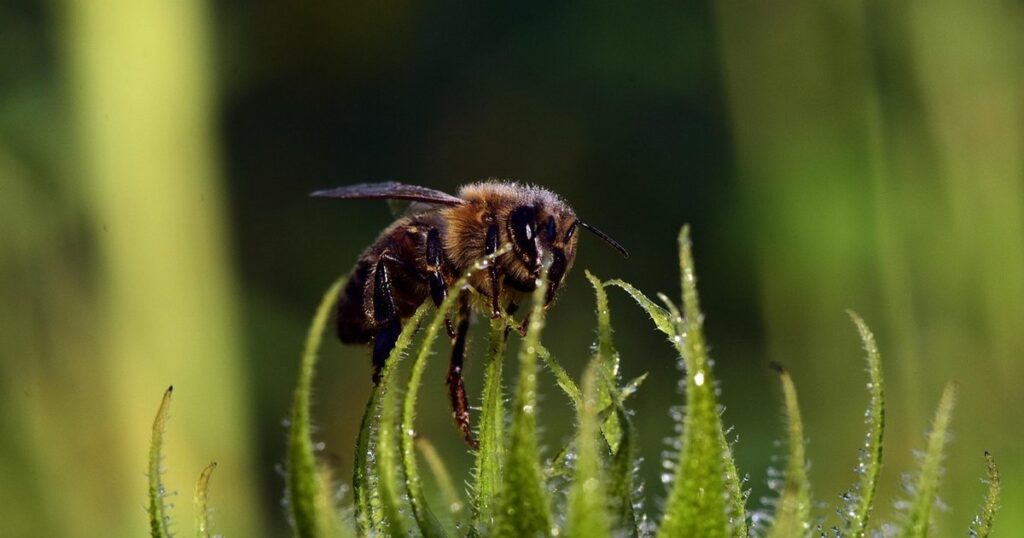 sunflowers for bees