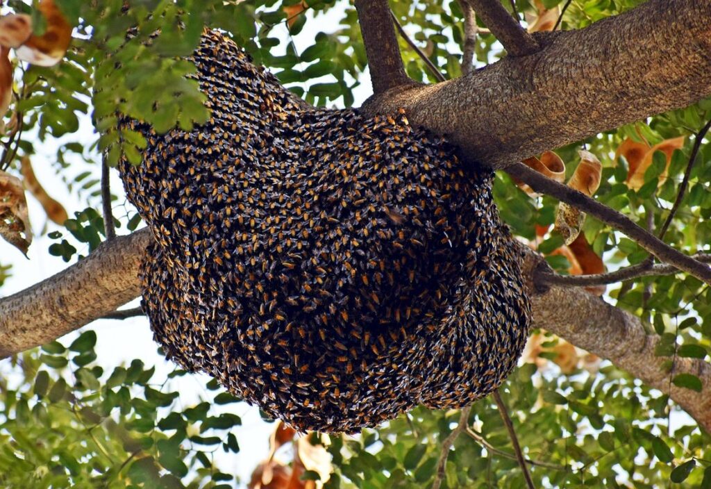 tree beehive