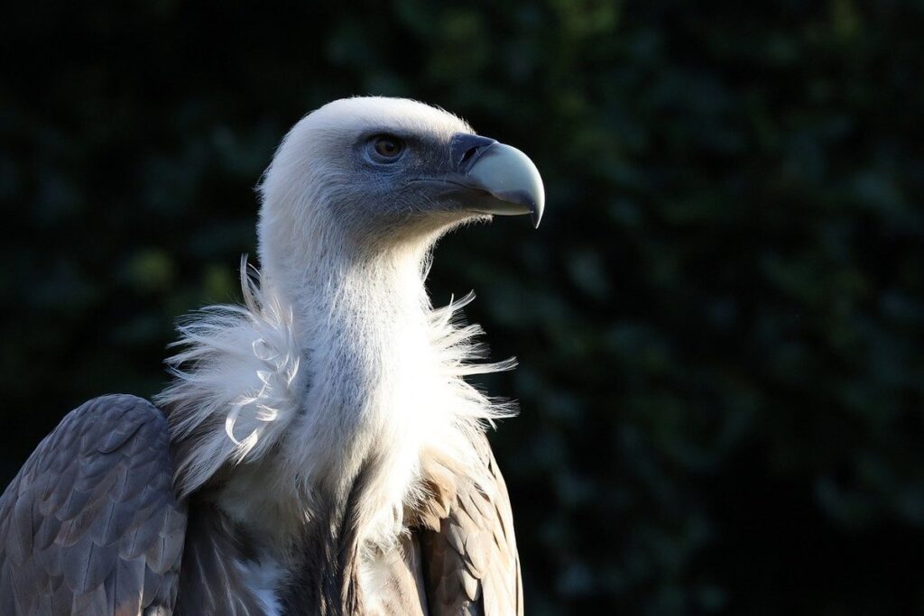 where do vulture bees live