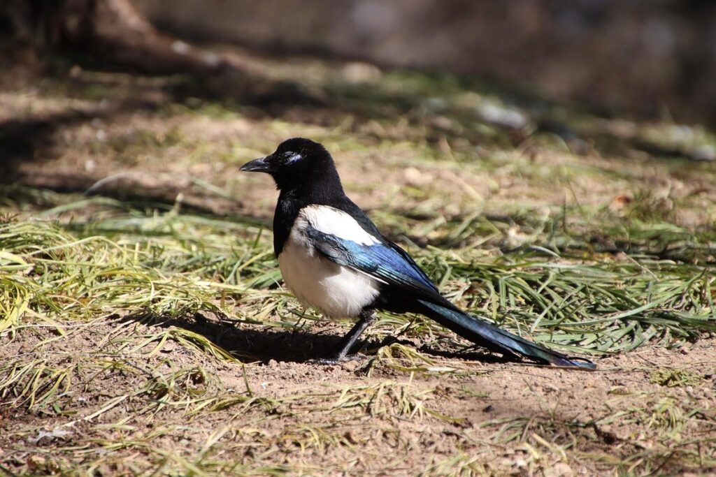 por que pican las abejas