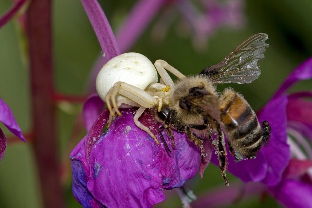 barometric pressure and bee aggression