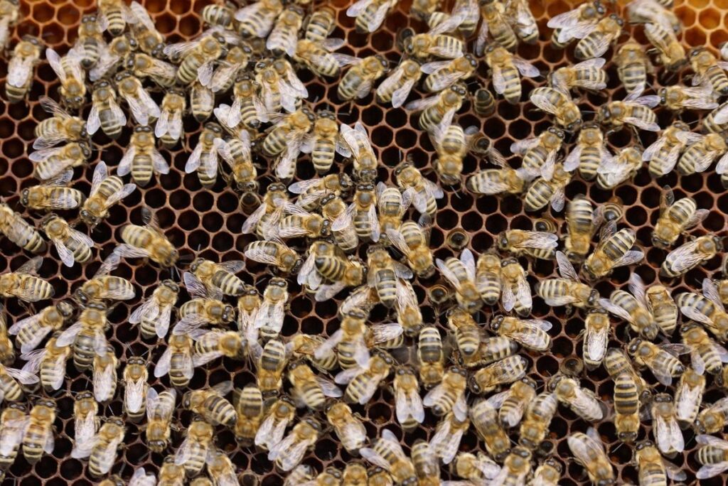 honey bee colony structure