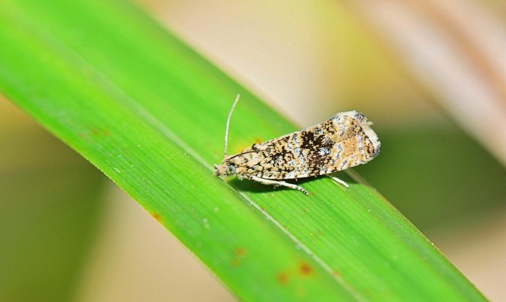 apiary flight path management