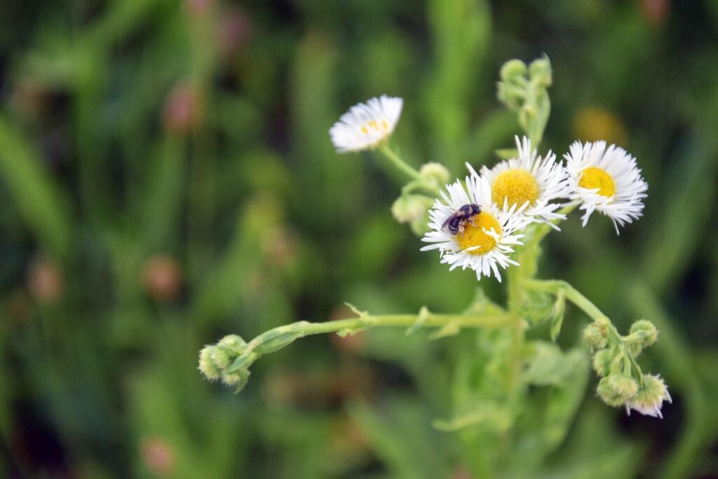 bee-friendly lawn