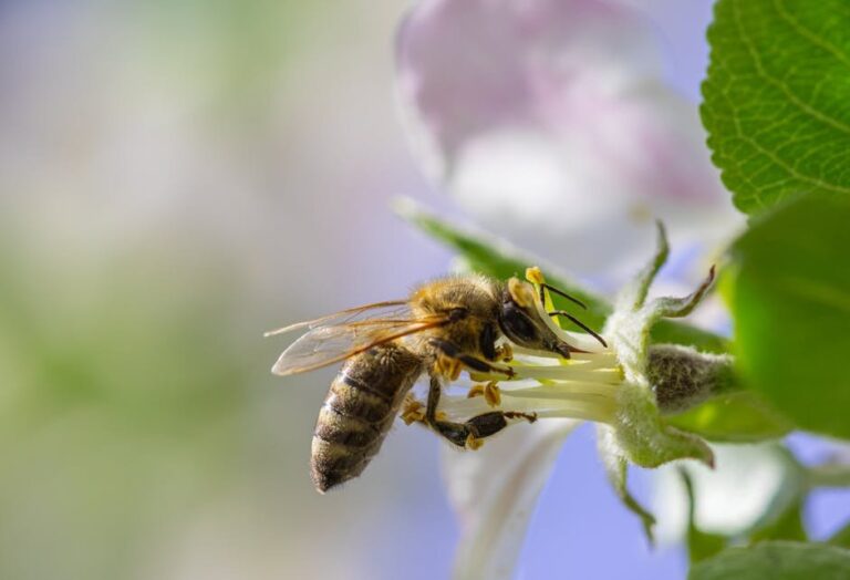 bee hive starter kit