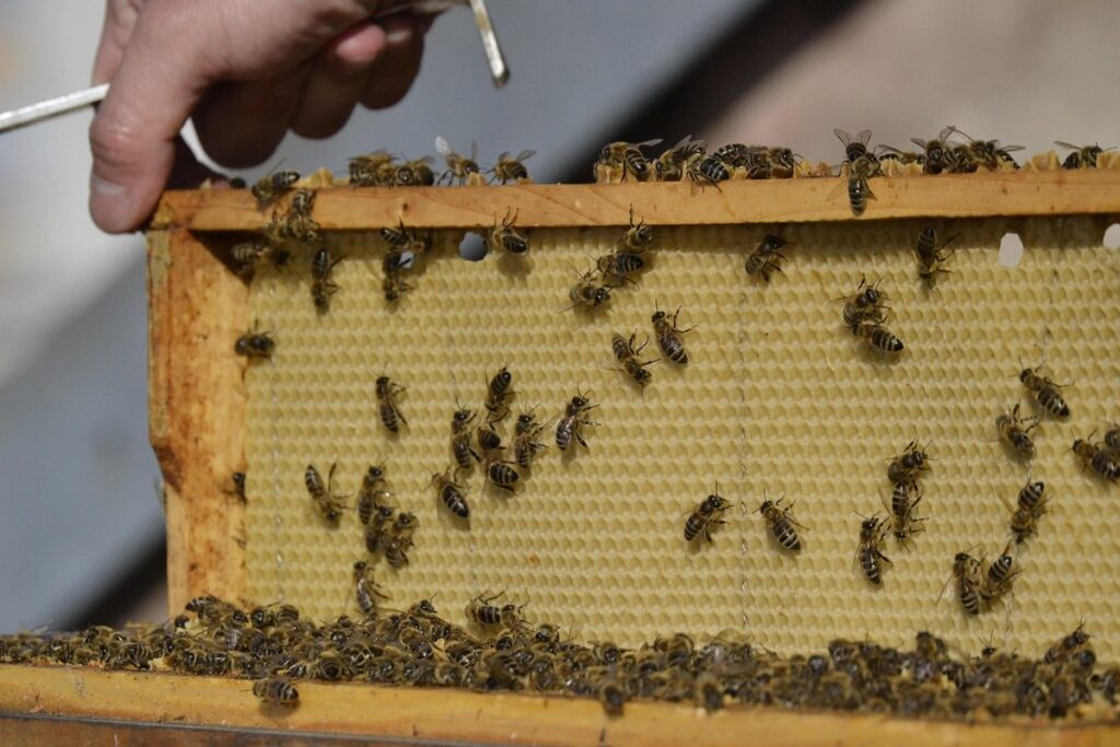 bee keeping supplies