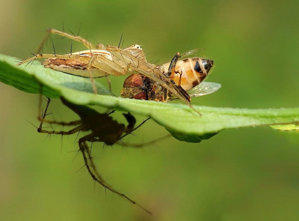 bee mating