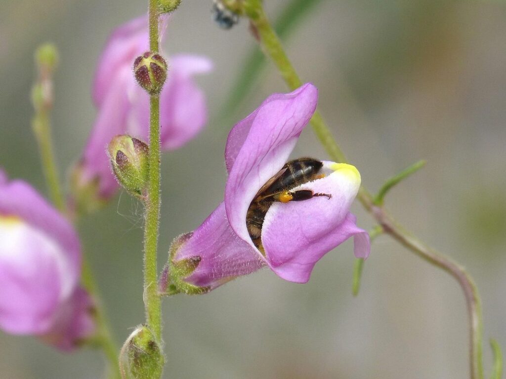 bee pollen traps