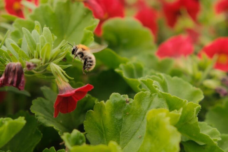 bee pollen vs bee bread