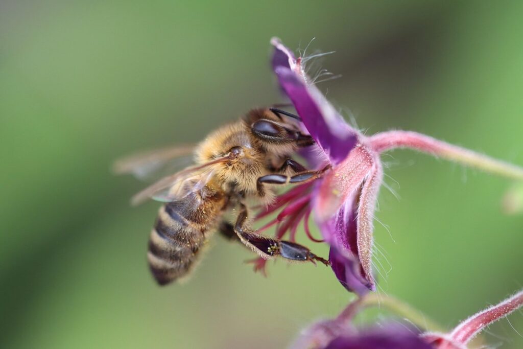 bee sting swelling on eyelid