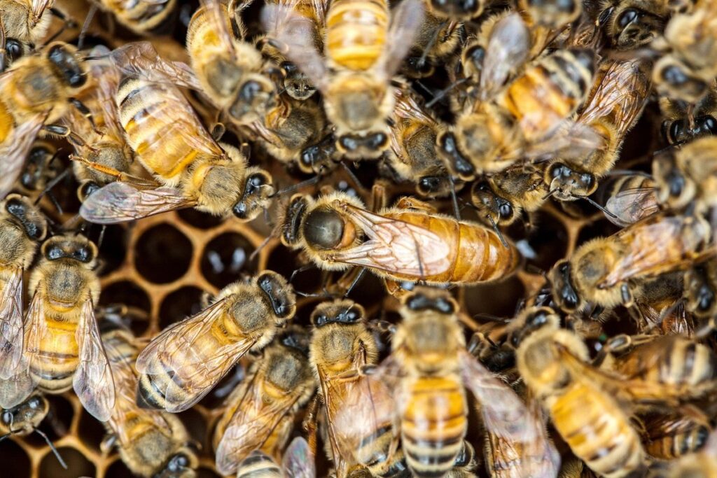 how to tell if a swarm has a queen