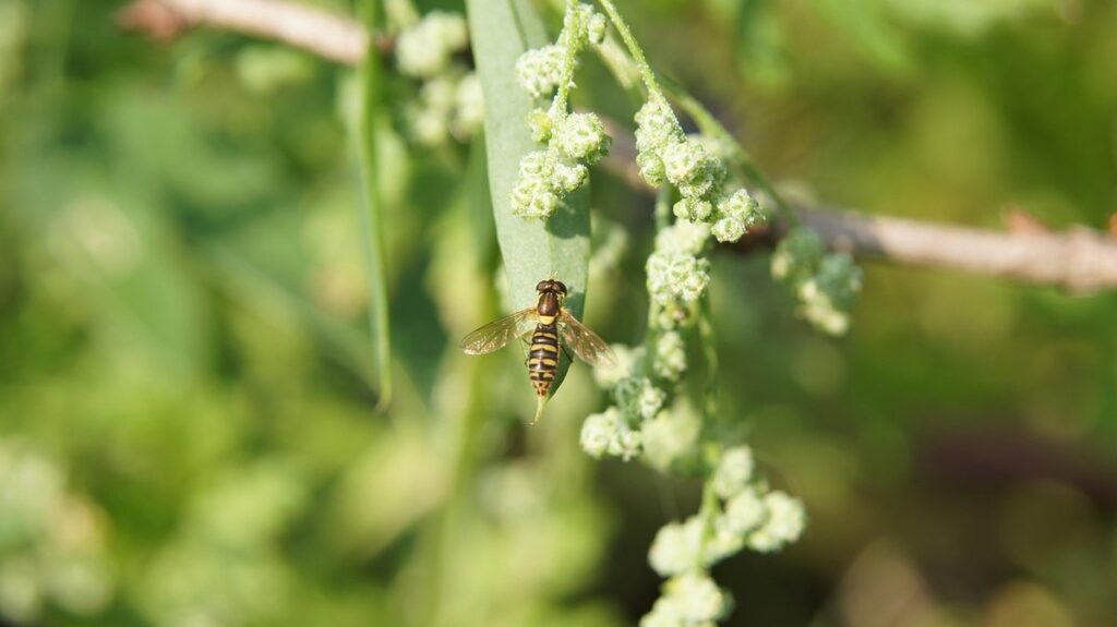 bees that mimic wasps