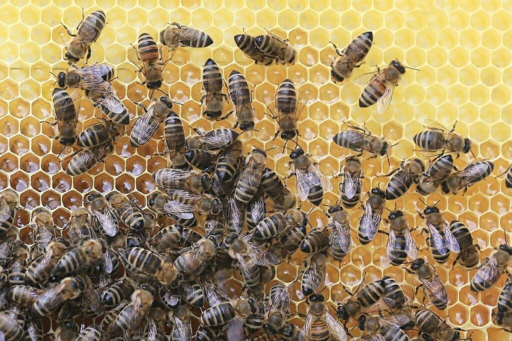 beehive honeycomb structure