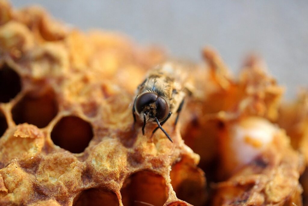 hive types for beekeeping