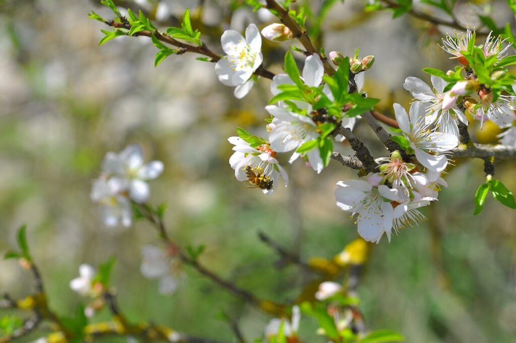 bees and almonds