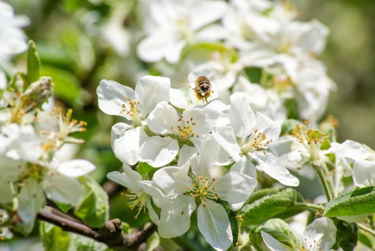 bees and apple trees