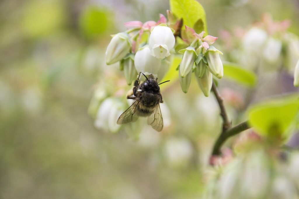 bees and blueberries