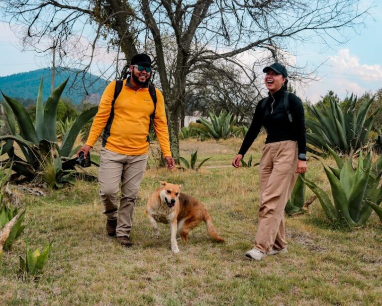 bees and dogs safety