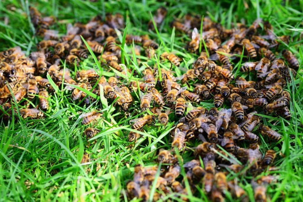 mowing frequency and bees