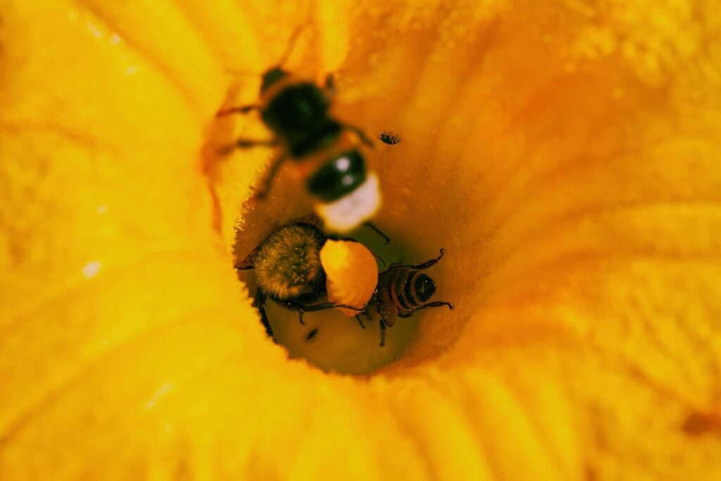 bees and pumpkins