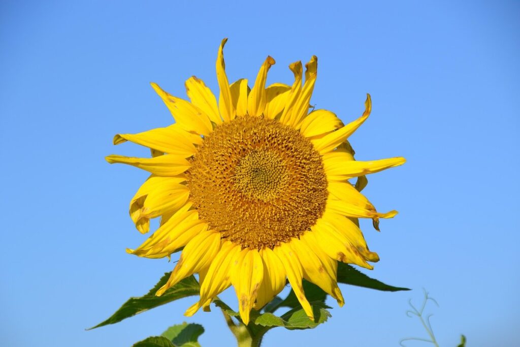 protein feed for bees