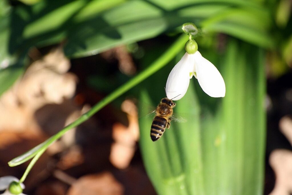 why bees swarm in spring