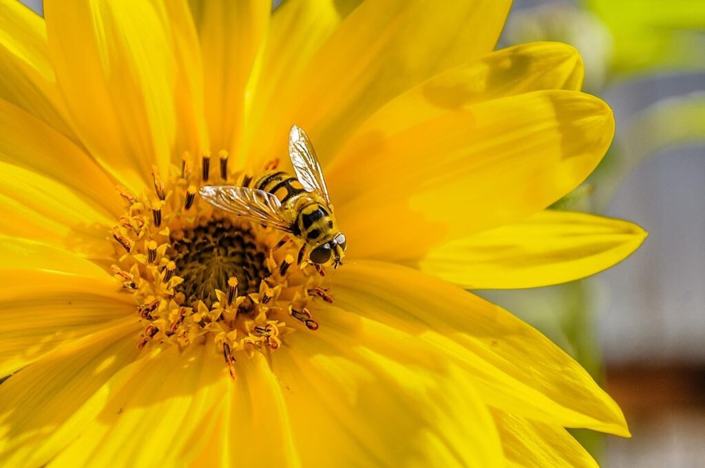 what it means when bees stop bringing pollen
