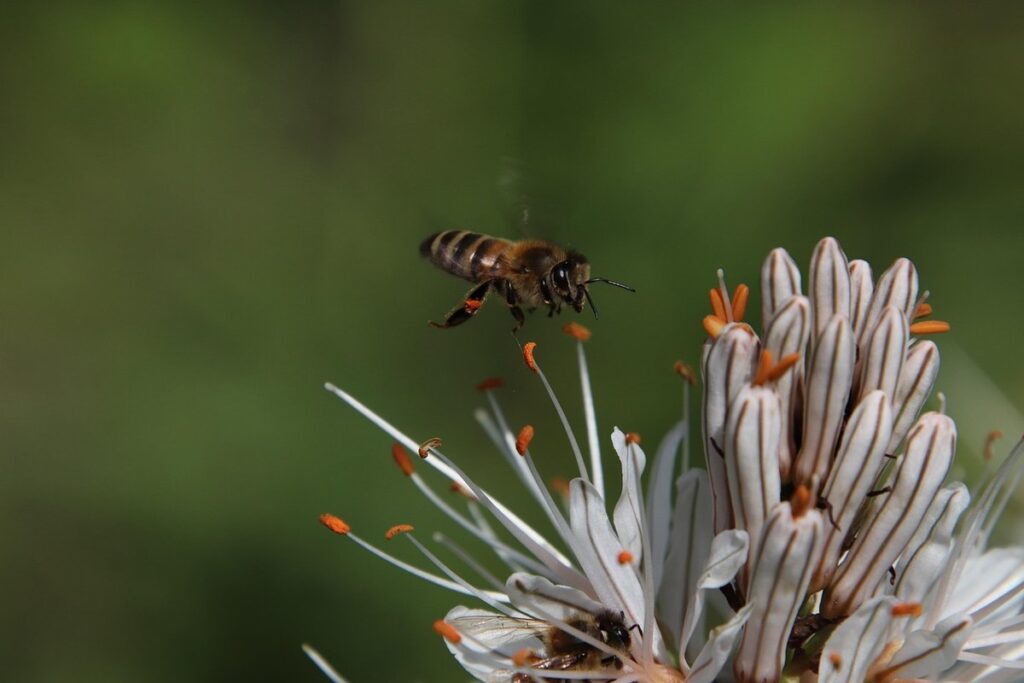 how bees sense vibrations