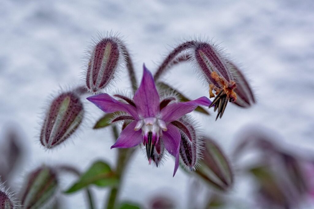 borage for bees