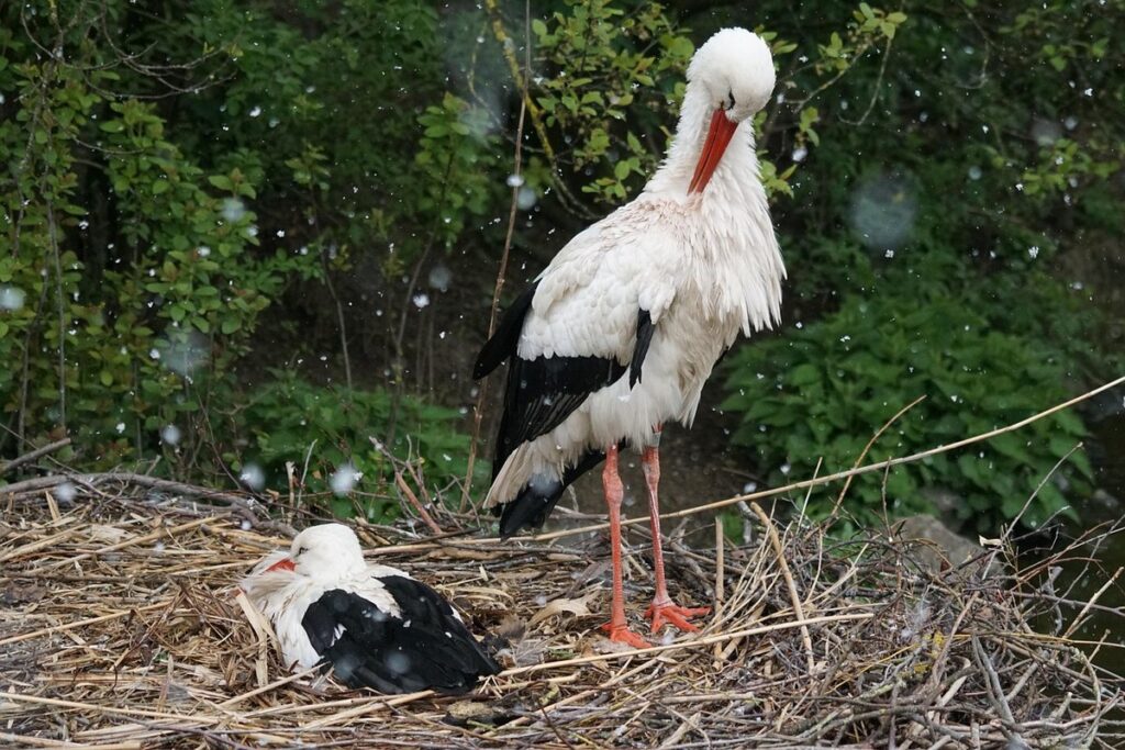 backfilling brood nest signs