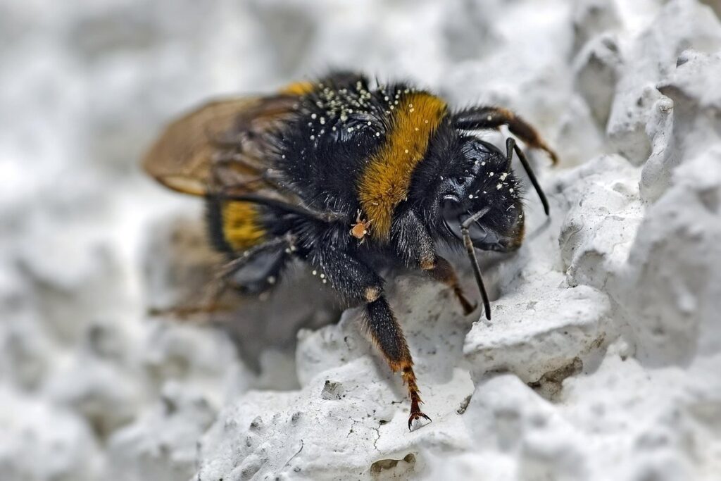 bumblebee parasites