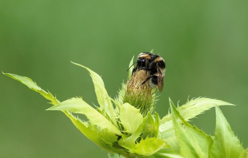 bumblebee species