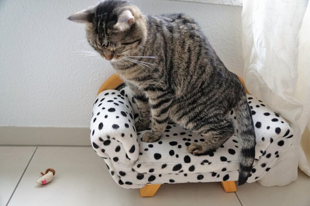 catching queen without injury