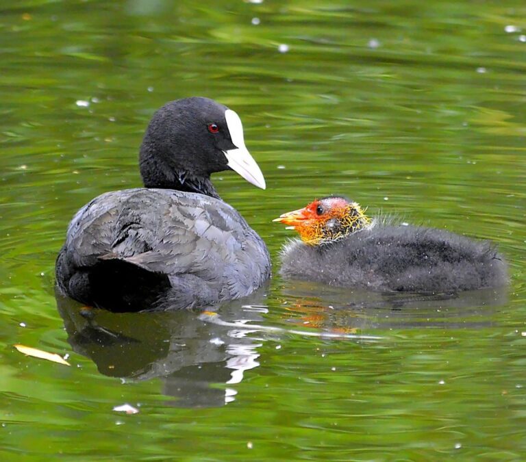 when to open brood nest