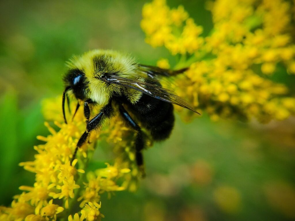 common eastern bumblebee