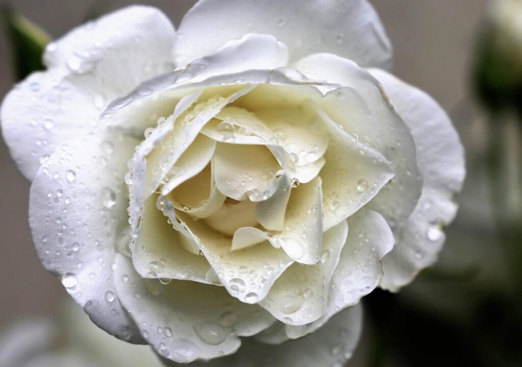 what to do if you drop the queen