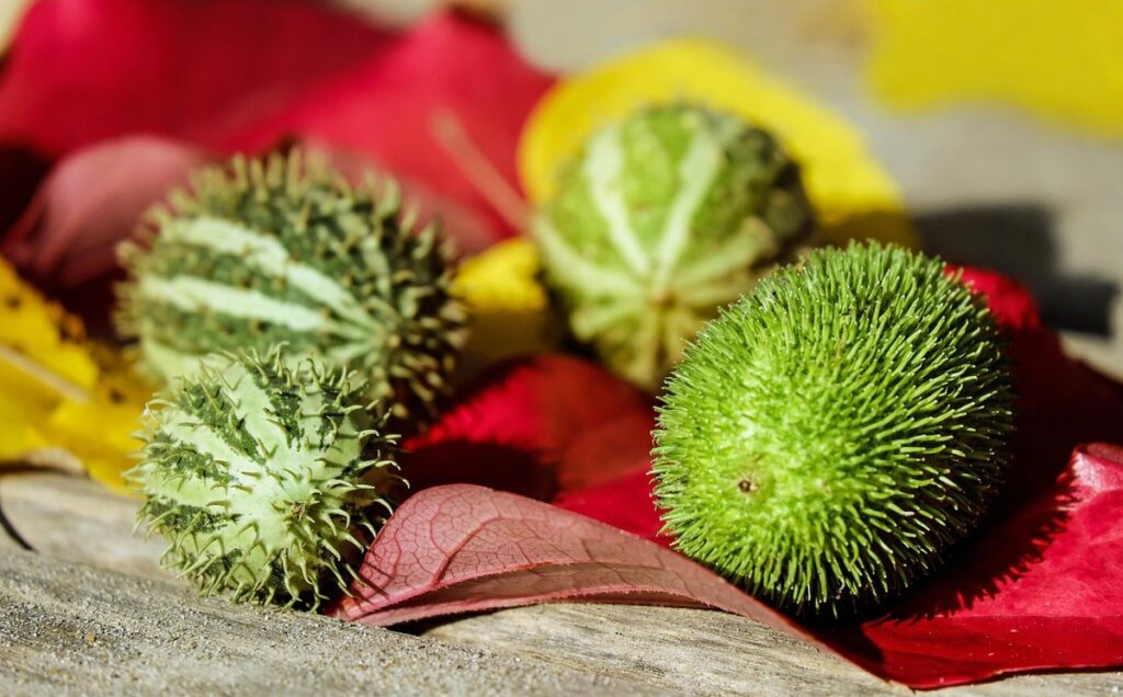 fumagillin for nosema