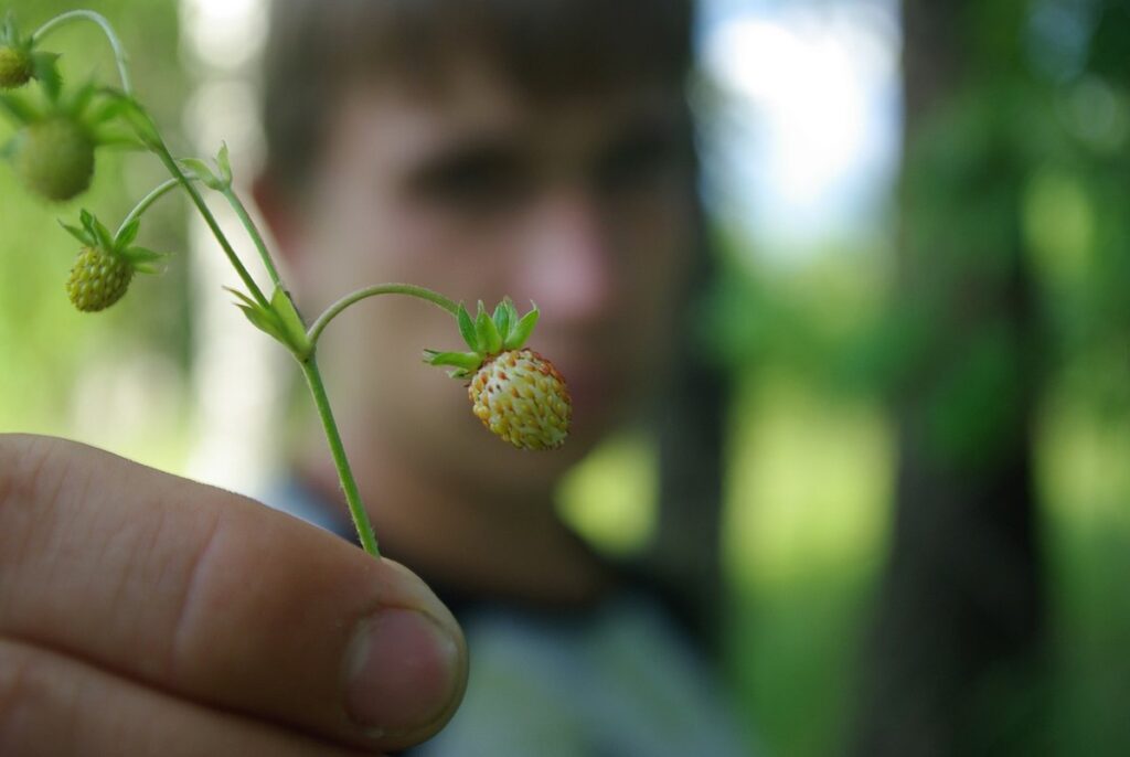 fall feeding after harvest