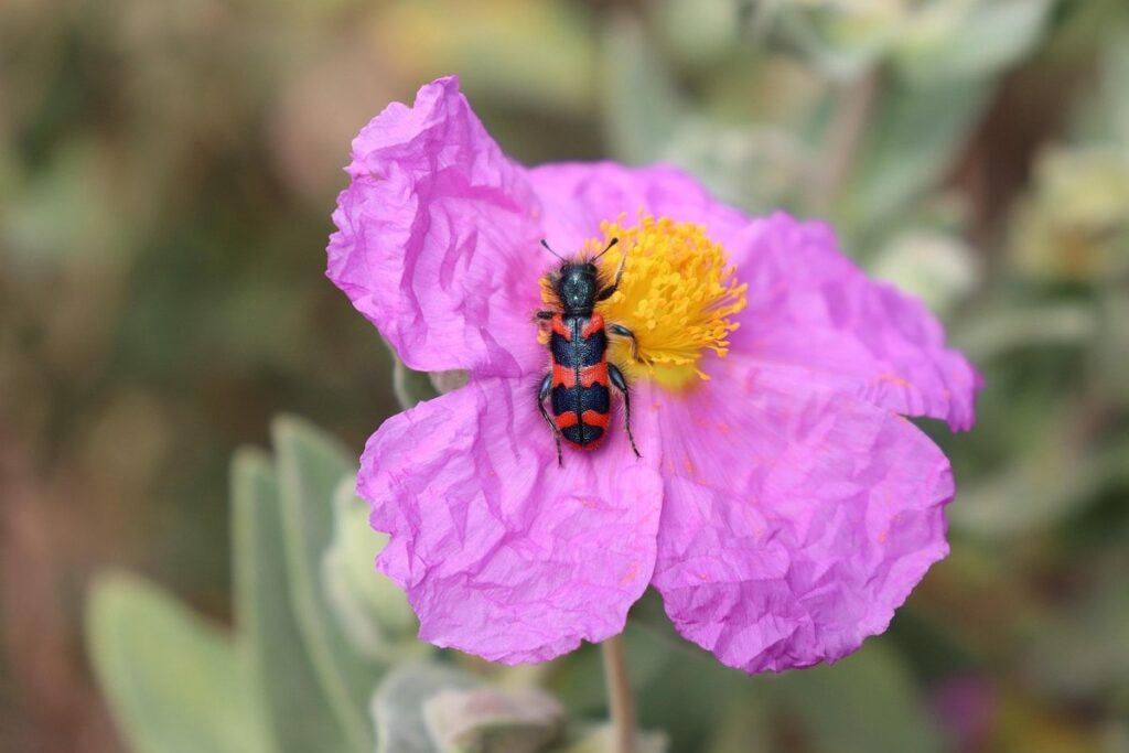 hive beetle in weak hives