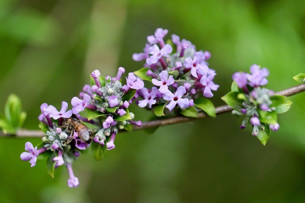 substitute honey for sugar