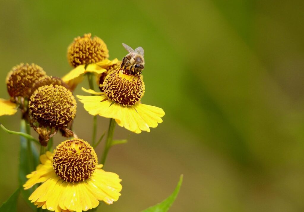 how honey bees cool their hives