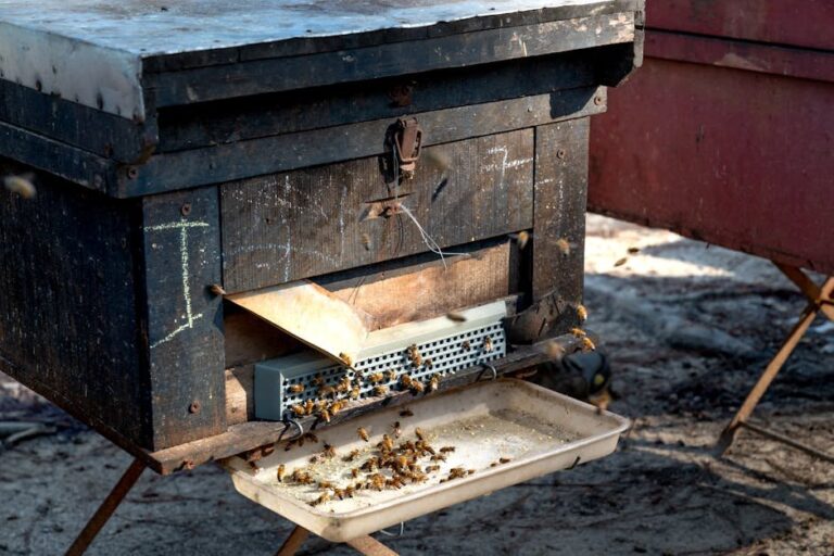 honey bee hive parts