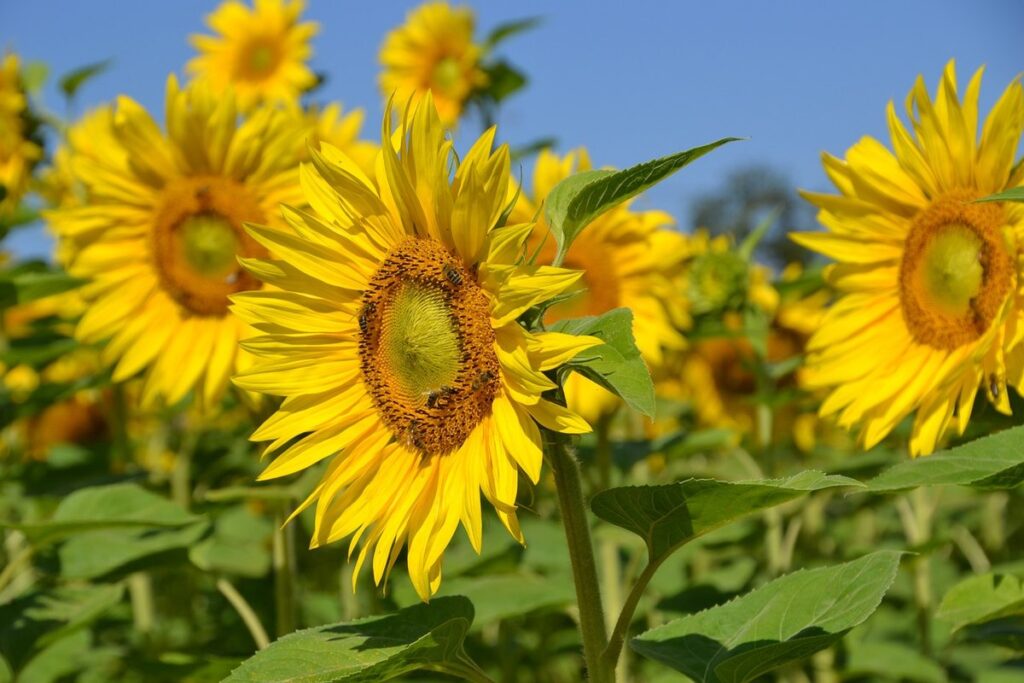 when to feed honey bees