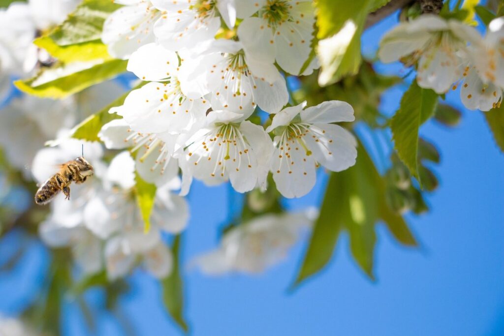 why honey looks white